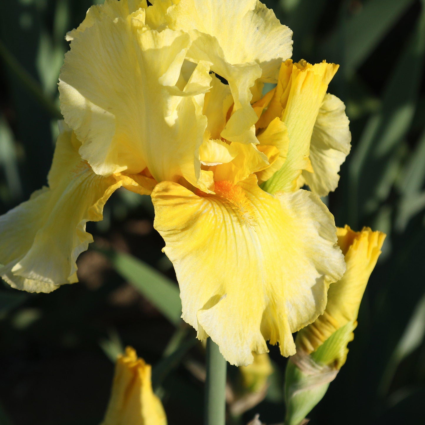 Bearded Iris - Califlora Pleasant Peasant (Reblooming)