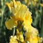 Bearded Iris - Califlora Pleasant Peasant (Reblooming)