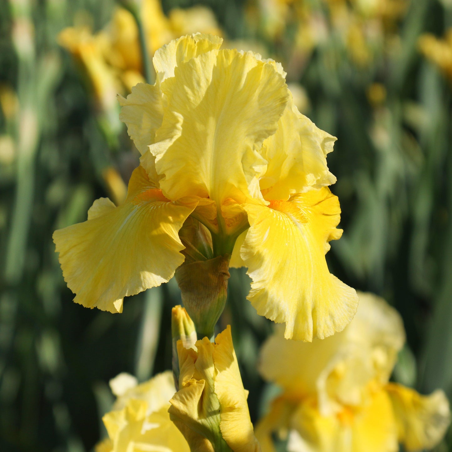 Bearded Iris - Califlora Pleasant Peasant (Reblooming)