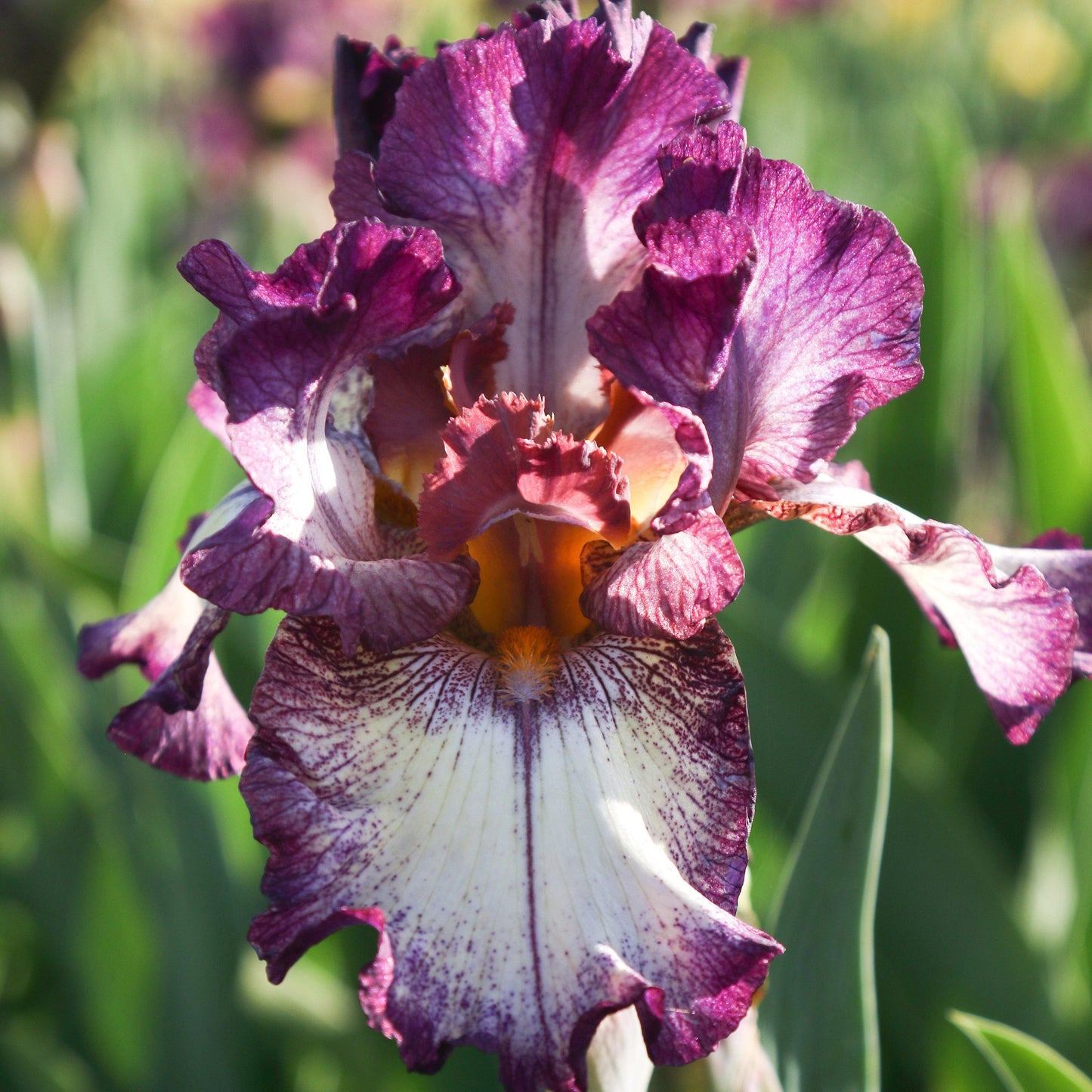 Bearded Iris - Califlora Innocent Star (Reblooming)