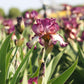 Bearded Iris - Califlora Innocent Star (Reblooming)