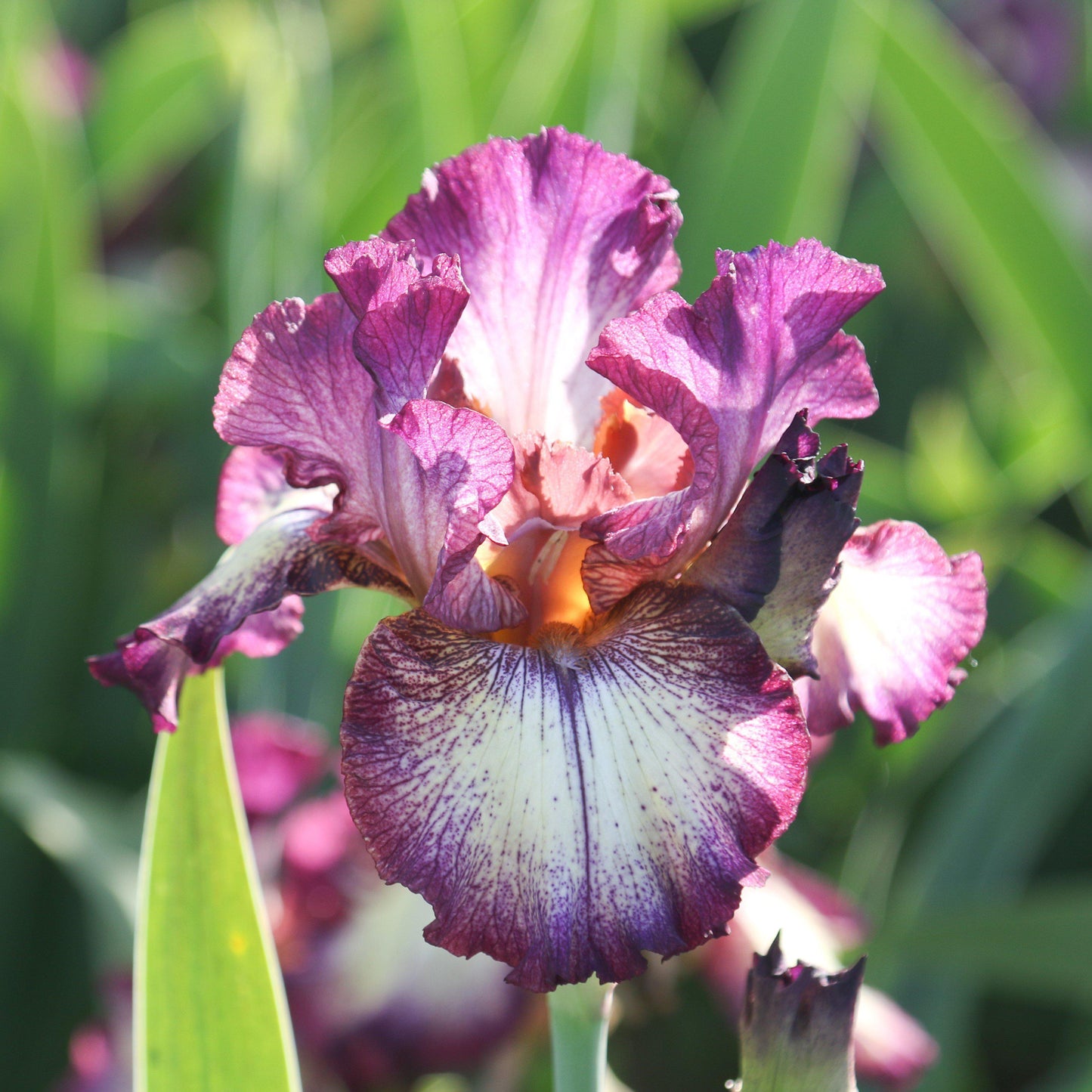 Bearded Iris - Califlora Innocent Star (Reblooming)