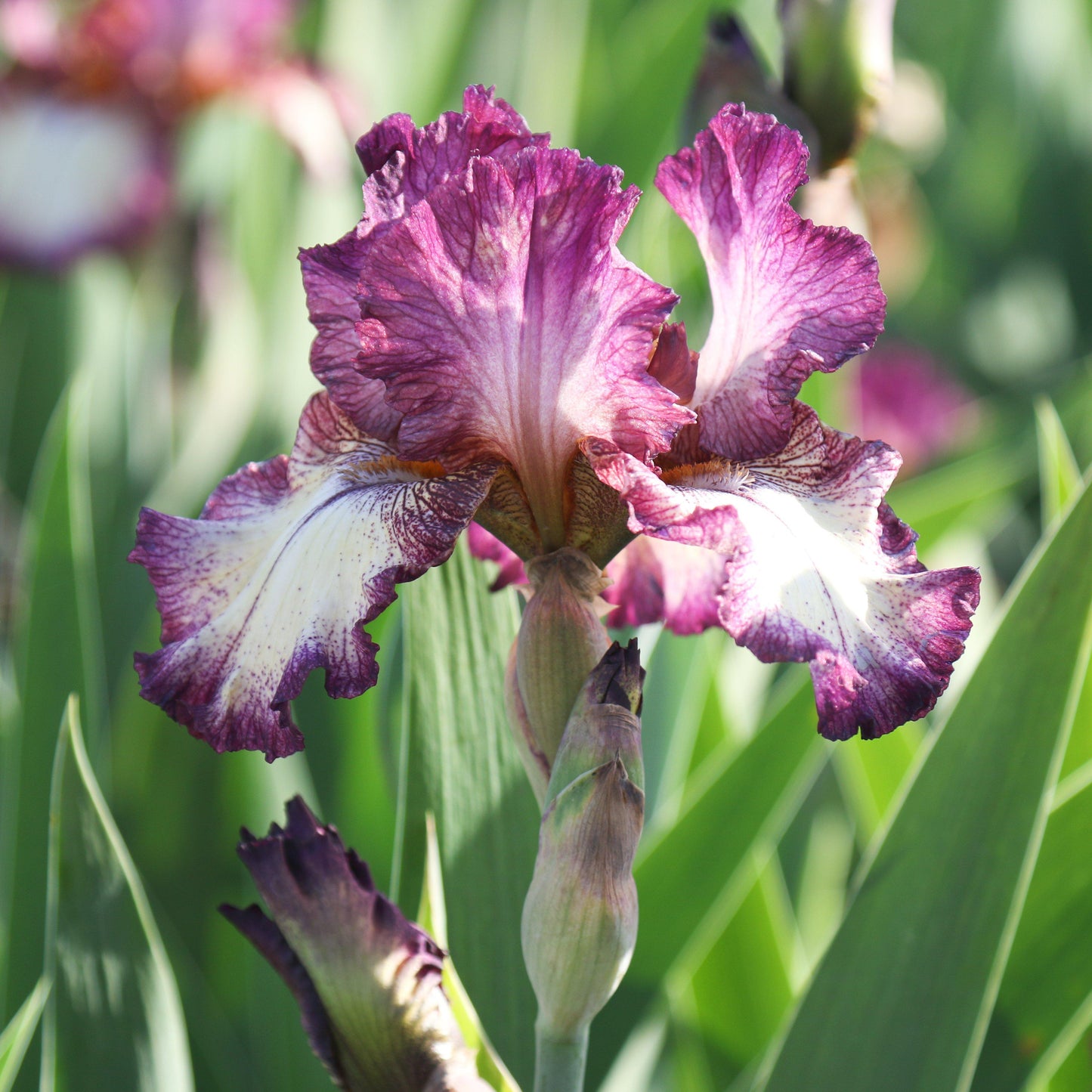 Bearded Iris - Califlora Innocent Star (Reblooming)