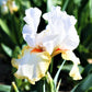 Bearded Iris - Califlora Halloween Halo (Reblooming)