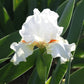 Bearded Iris - Califlora Halloween Halo (Reblooming)