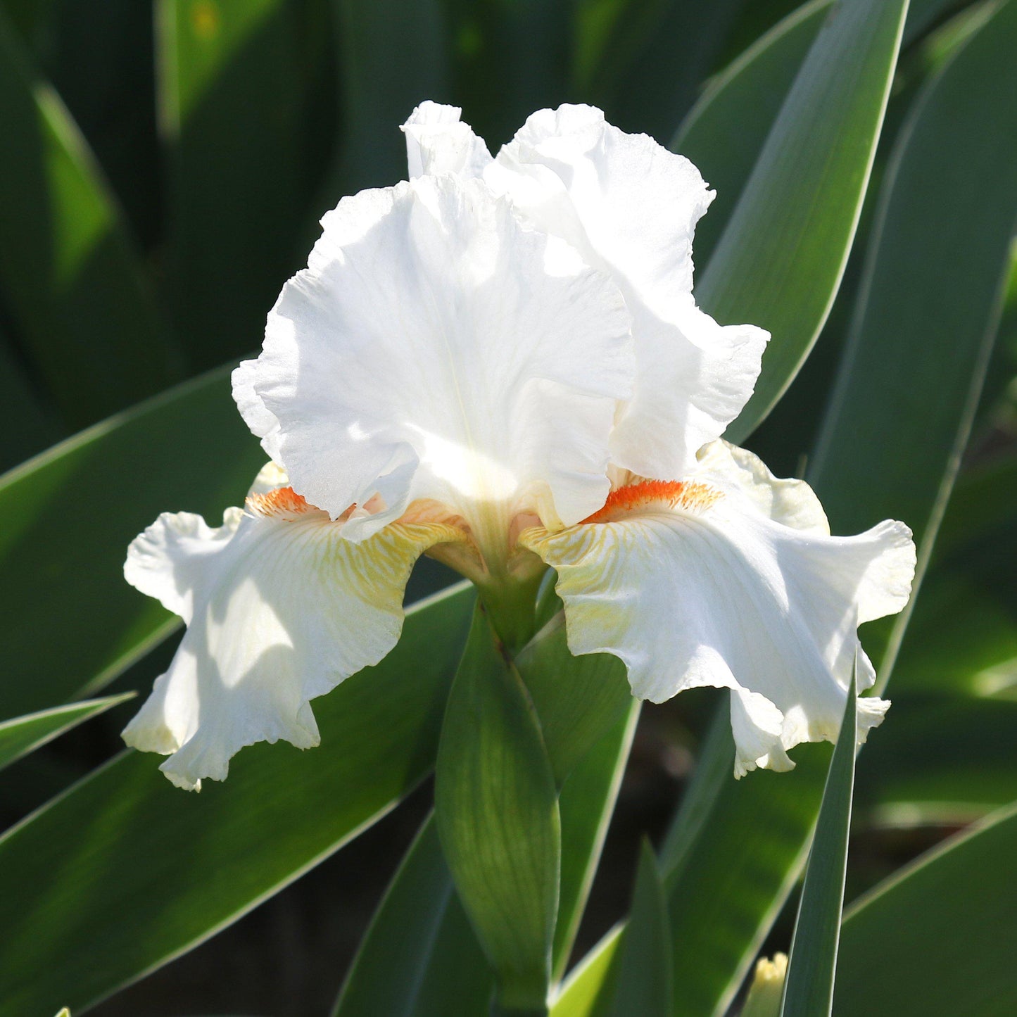 Bearded Iris - Califlora Halloween Halo (Reblooming)