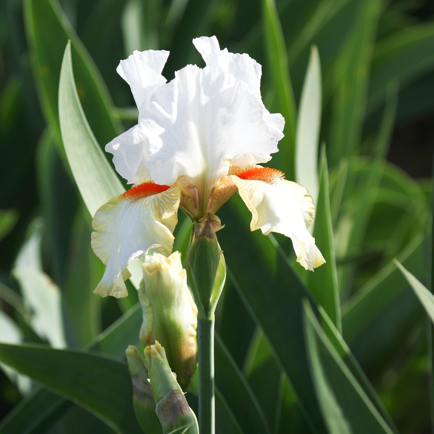 Bearded Iris - Califlora Halloween Halo (Reblooming)