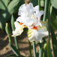 Bearded Iris - Califlora Halloween Halo (Reblooming)