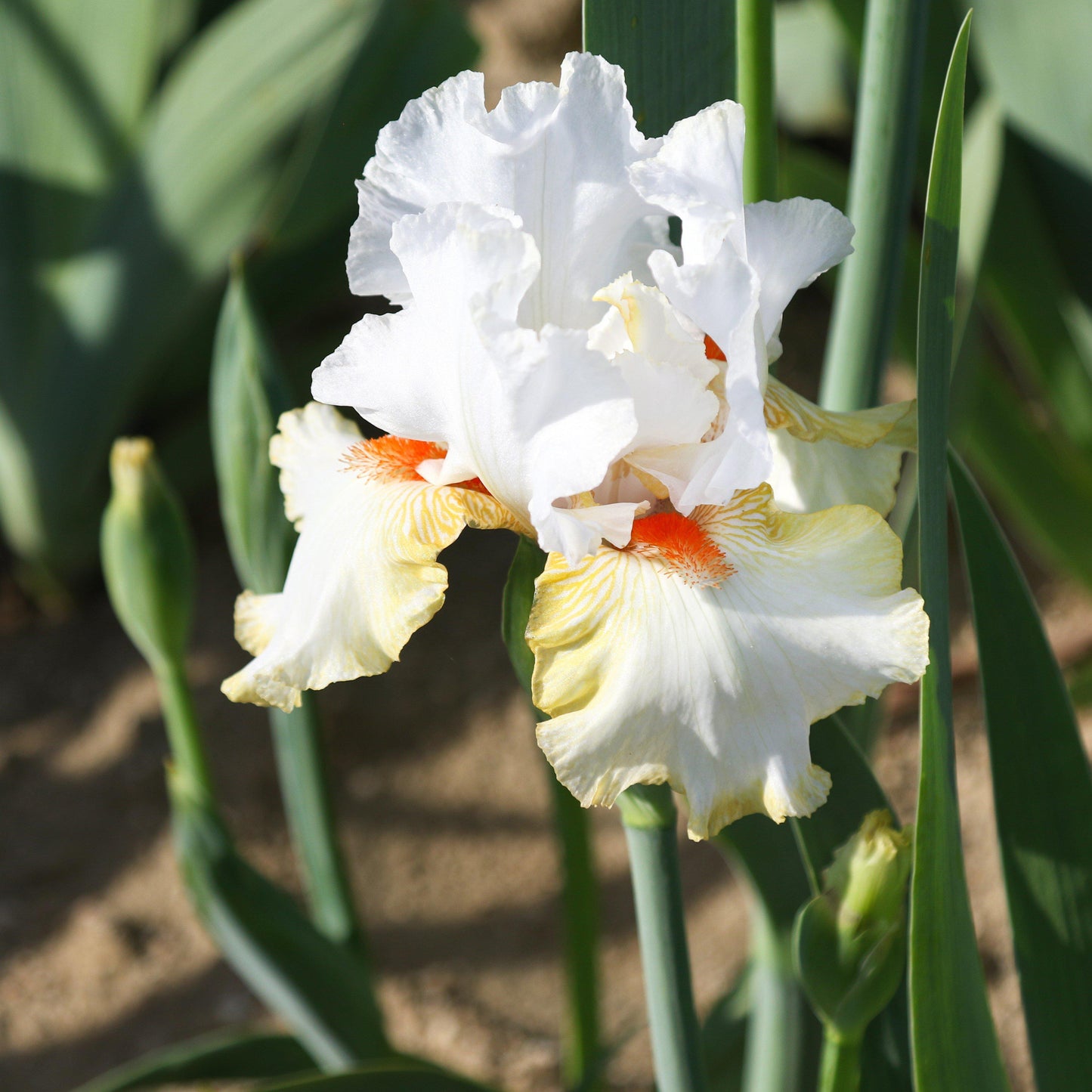 Bearded Iris - Califlora Halloween Halo (Reblooming)