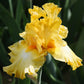 Bearded Iris - Califlora Eggnog (Reblooming)