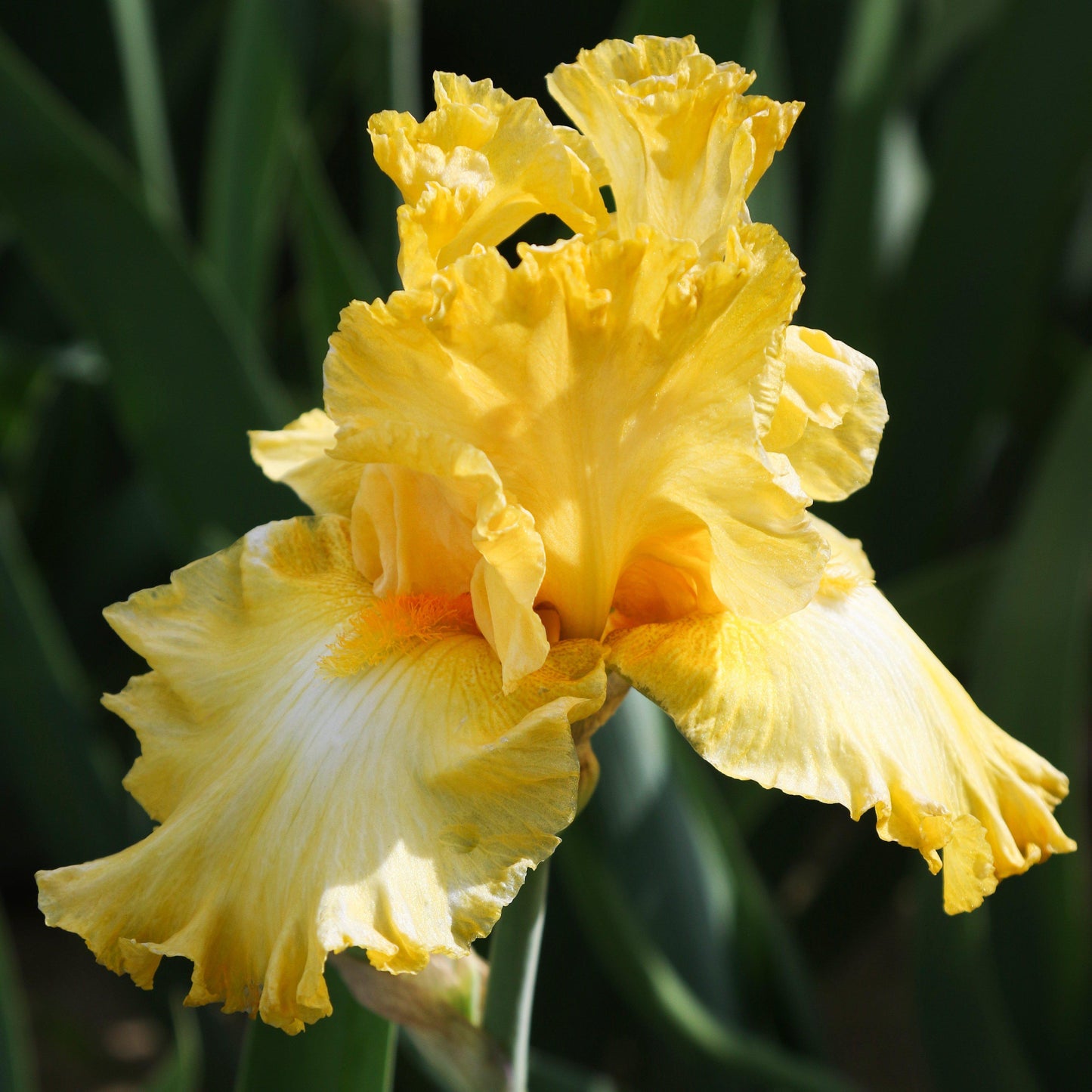 Bearded Iris - Califlora Eggnog (Reblooming)
