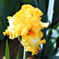 Bearded Iris - Califlora Eggnog (Reblooming)