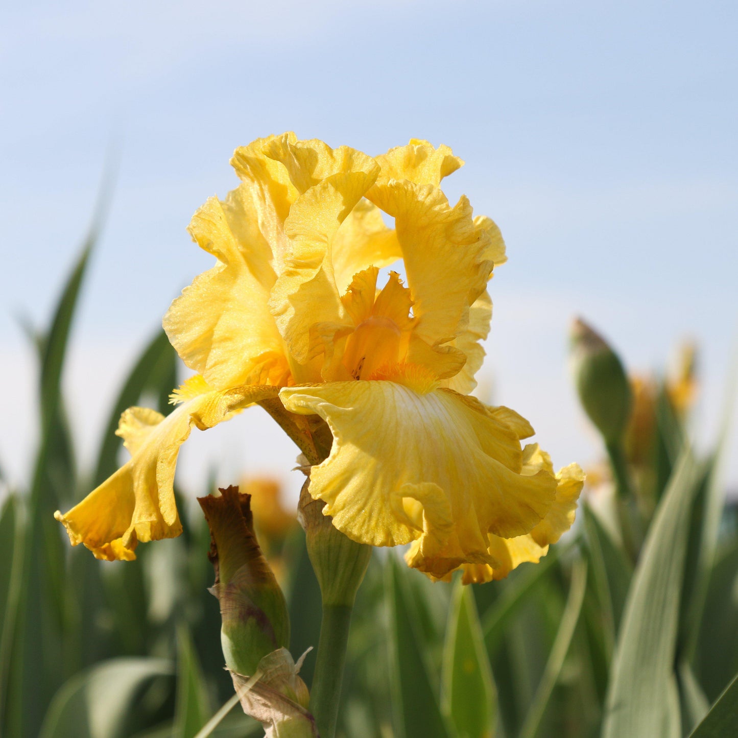 Bearded Iris - Califlora Eggnog (Reblooming)