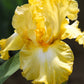 Bearded Iris - Califlora Eggnog (Reblooming)