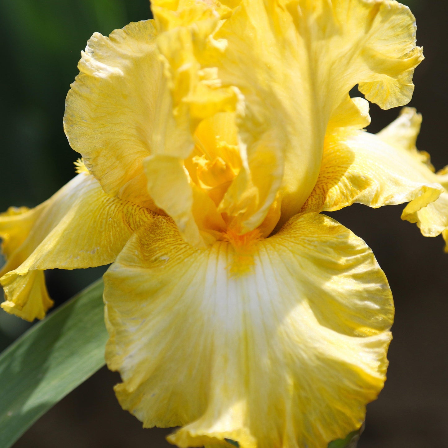 Bearded Iris - Califlora Eggnog (Reblooming)
