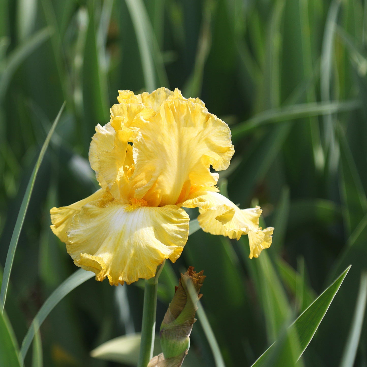 Bearded Iris - Califlora Eggnog (Reblooming)