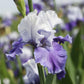 Bearded Iris - Califlora Mariposa Skies (Reblooming)