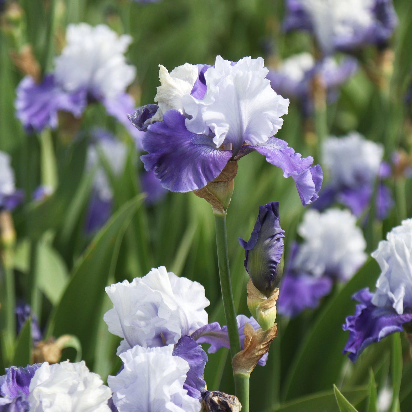 Bearded Iris - Califlora Mariposa Skies (Reblooming)