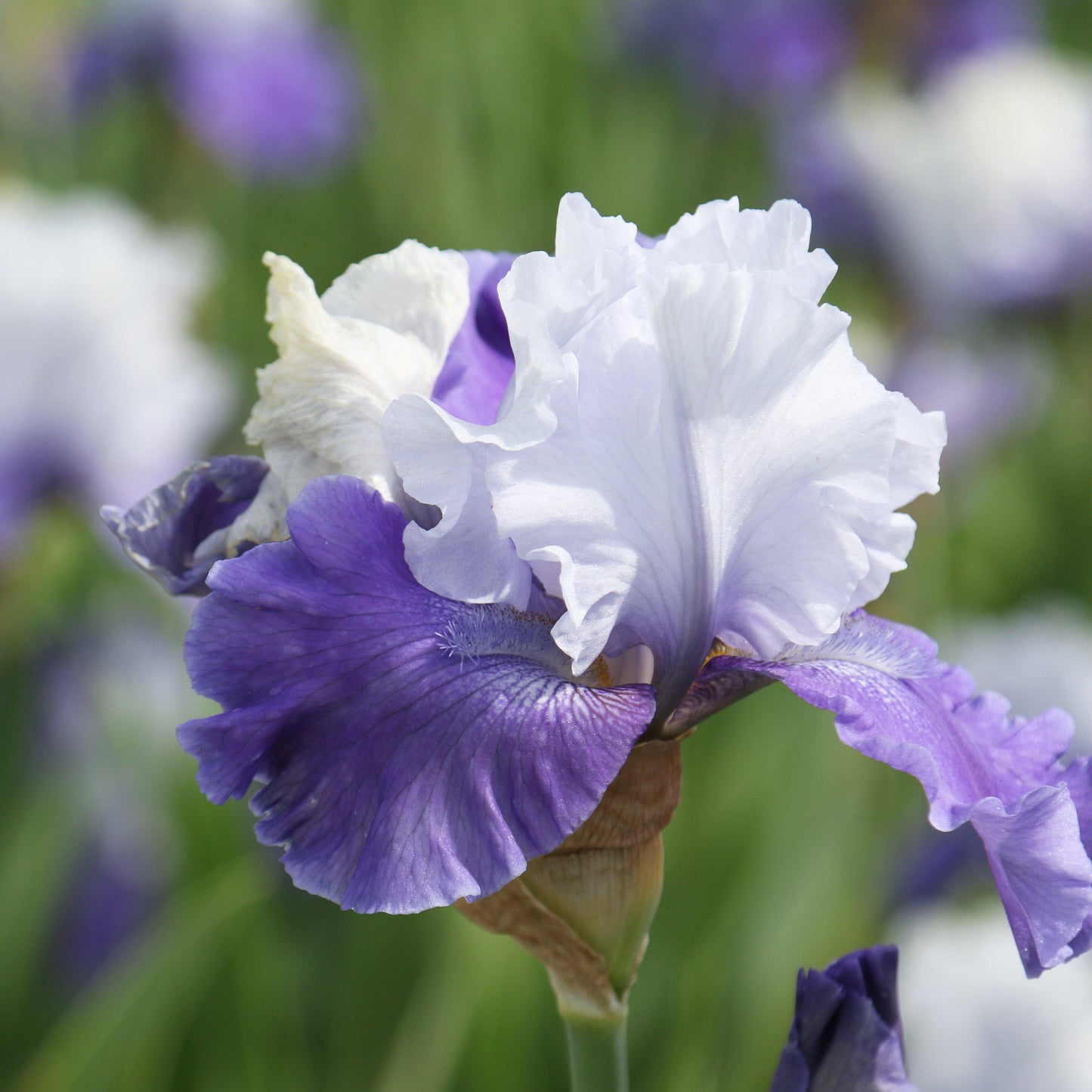 Bearded Iris - Califlora Mariposa Skies (Reblooming)