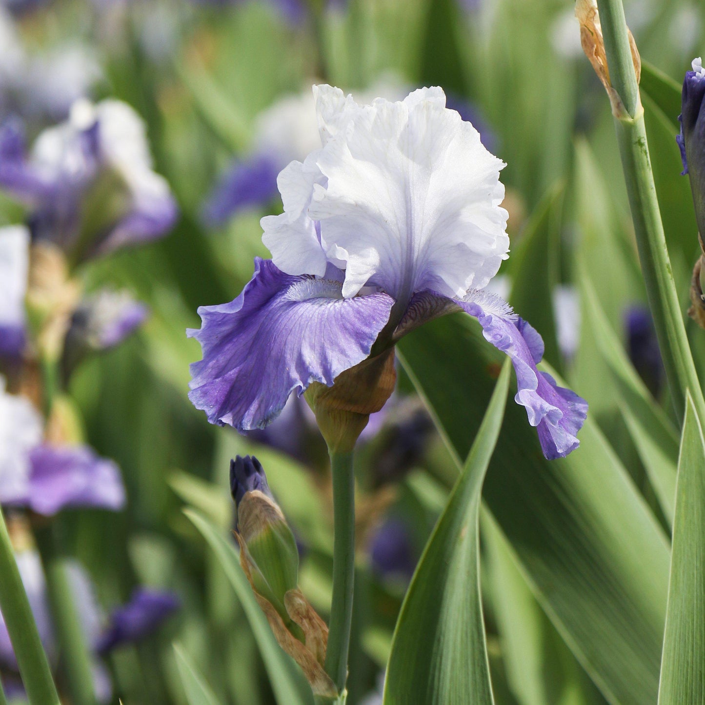 Bearded Iris - Califlora Mariposa Skies (Reblooming)