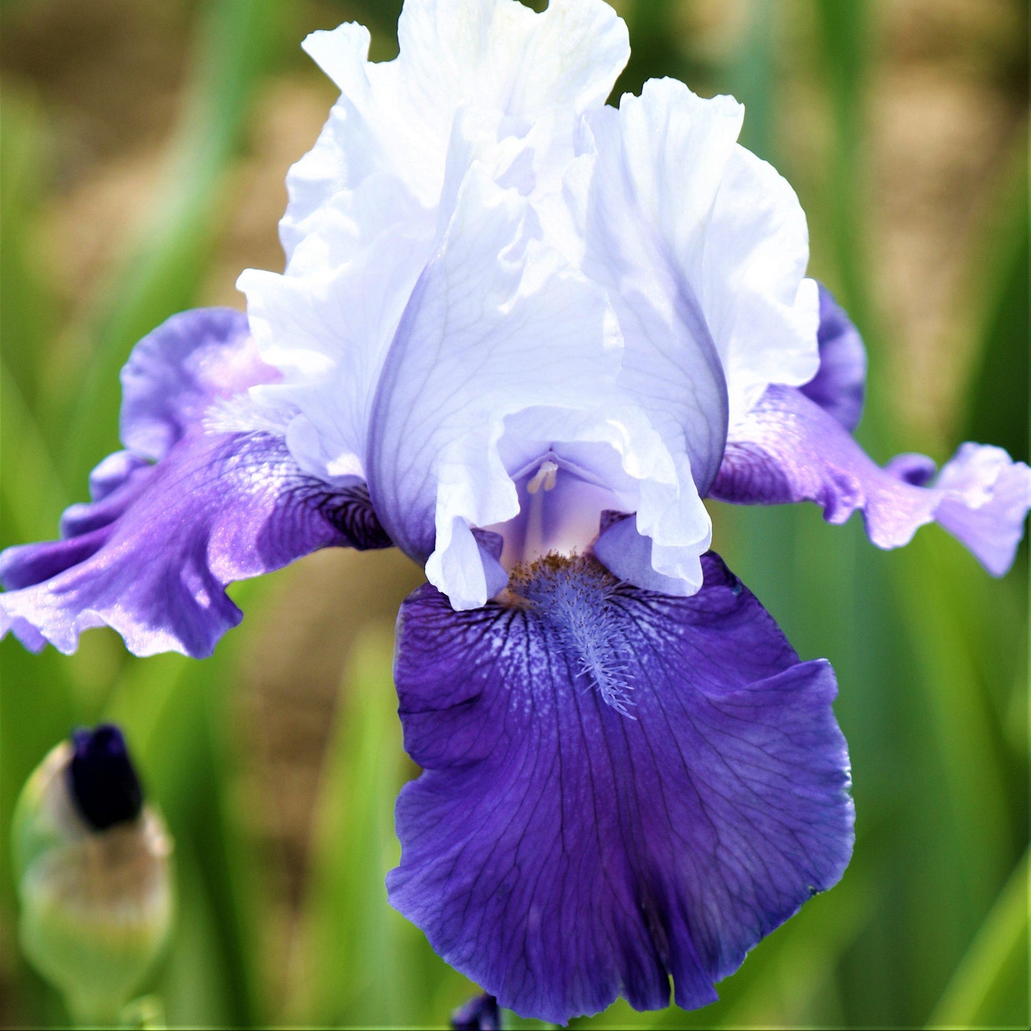 Bearded Iris - Califlora Mariposa Skies (Reblooming)