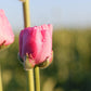 Rose Ranunculus Corms Bulbs Persian Buttercup Growing Bonsai Roots Rhizomes Tubers Potted Planting Reblooming Fragrant Garden Species Blooms Flower Seeds Plant Gardening