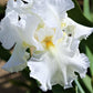 Bearded Iris - Califlora Renown (Reblooming)