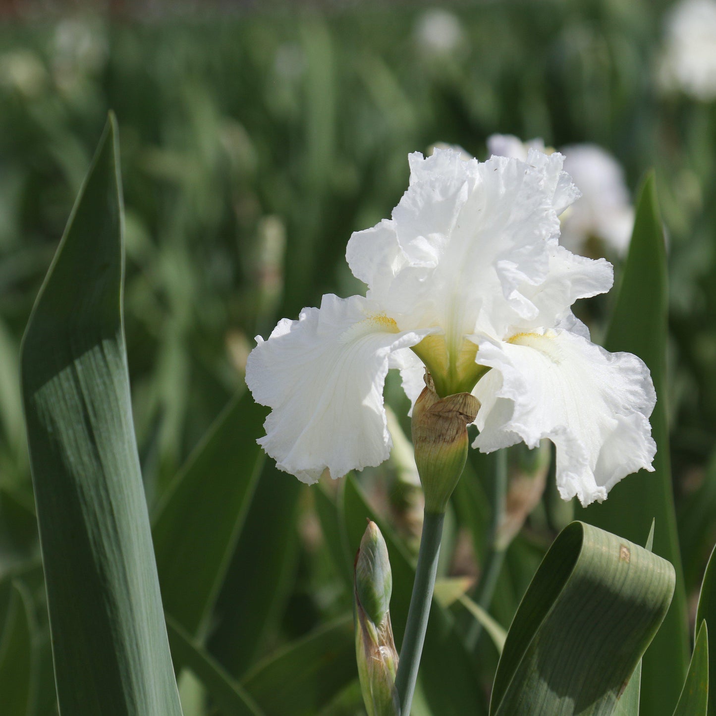 Bearded Iris - Califlora Renown (Reblooming)