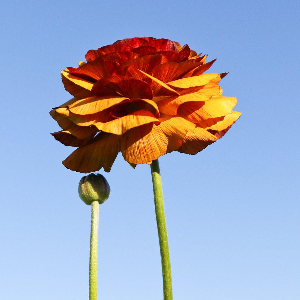 Ranunculus Bulbs Café Corms Growing Bonsai Roots Rhizomes Tubers Potted Planting Reblooming Fragrant Garden Species Blooms Flower Seeds Plant Gardening