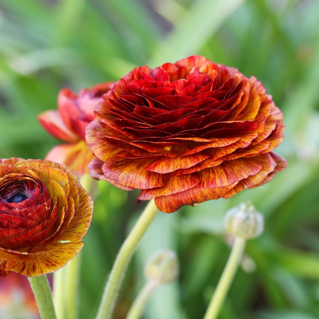 Ranunculus Bulbs Café Corms Growing Bonsai Roots Rhizomes Tubers Potted Planting Reblooming Fragrant Garden Species Blooms Flower Seeds Plant Gardening