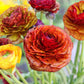 Ranunculus Bulbs Café Corms Growing Bonsai Roots Rhizomes Tubers Potted Planting Reblooming Fragrant Garden Species Blooms Flower Seeds Plant Gardening