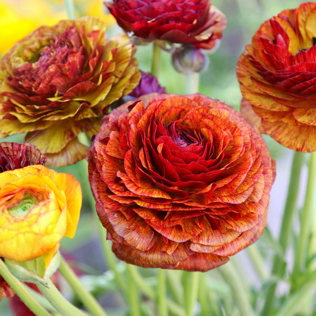 Ranunculus Bulbs Café Corms Growing Bonsai Roots Rhizomes Tubers Potted Planting Reblooming Fragrant Garden Species Blooms Flower Seeds Plant Gardening