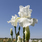 Bearded Iris - Califlora Renown (Reblooming)