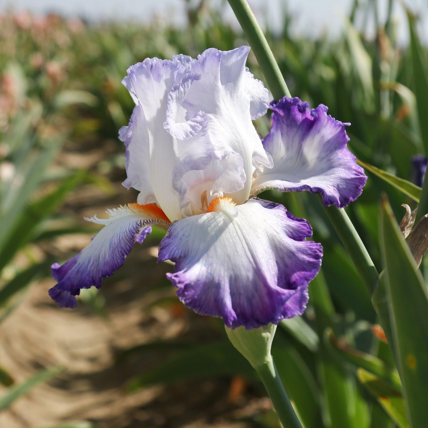 Bearded Iris - Califlora Gypsy Lord (Reblooming)