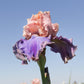 Bearded Iris - Califlora Florentine Silk (Reblooming)