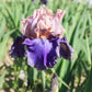 Bearded Iris - Califlora Florentine Silk (Reblooming)