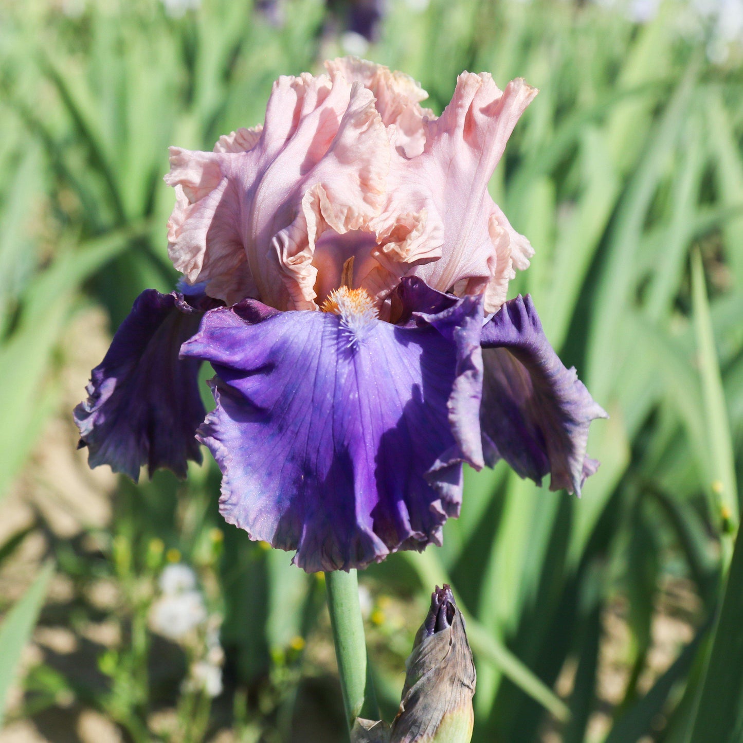 Bearded Iris - Califlora Florentine Silk (Reblooming)