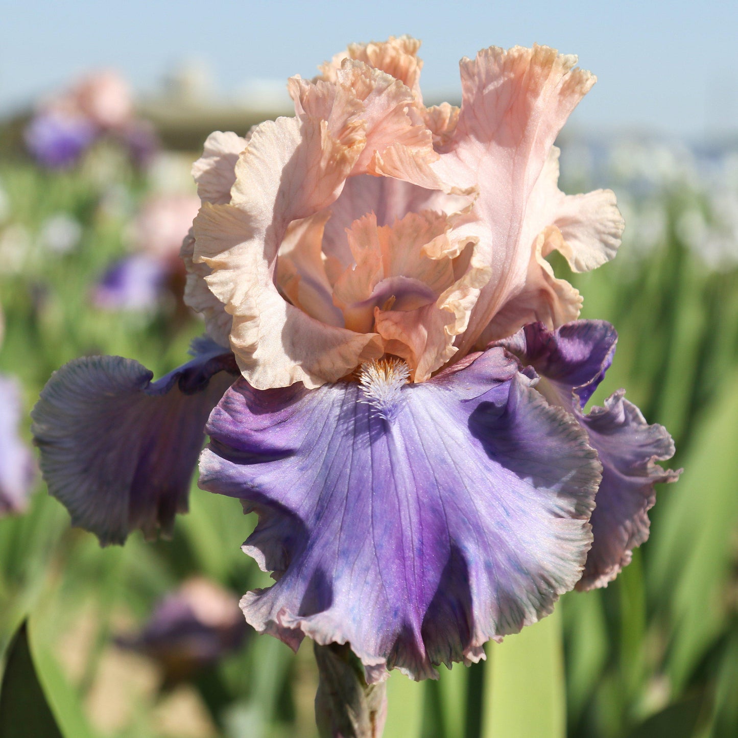 Bearded Iris - Califlora Florentine Silk (Reblooming)