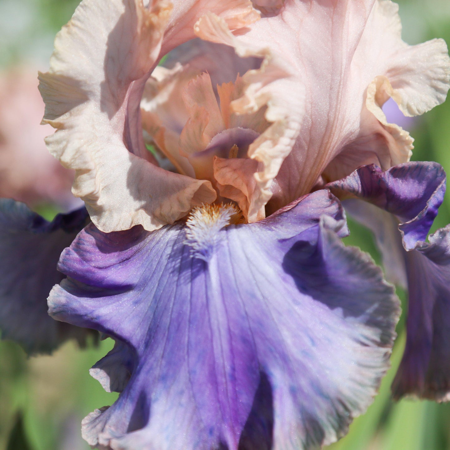 Bearded Iris - Califlora Florentine Silk (Reblooming)