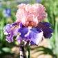Bearded Iris - Califlora Florentine Silk (Reblooming)
