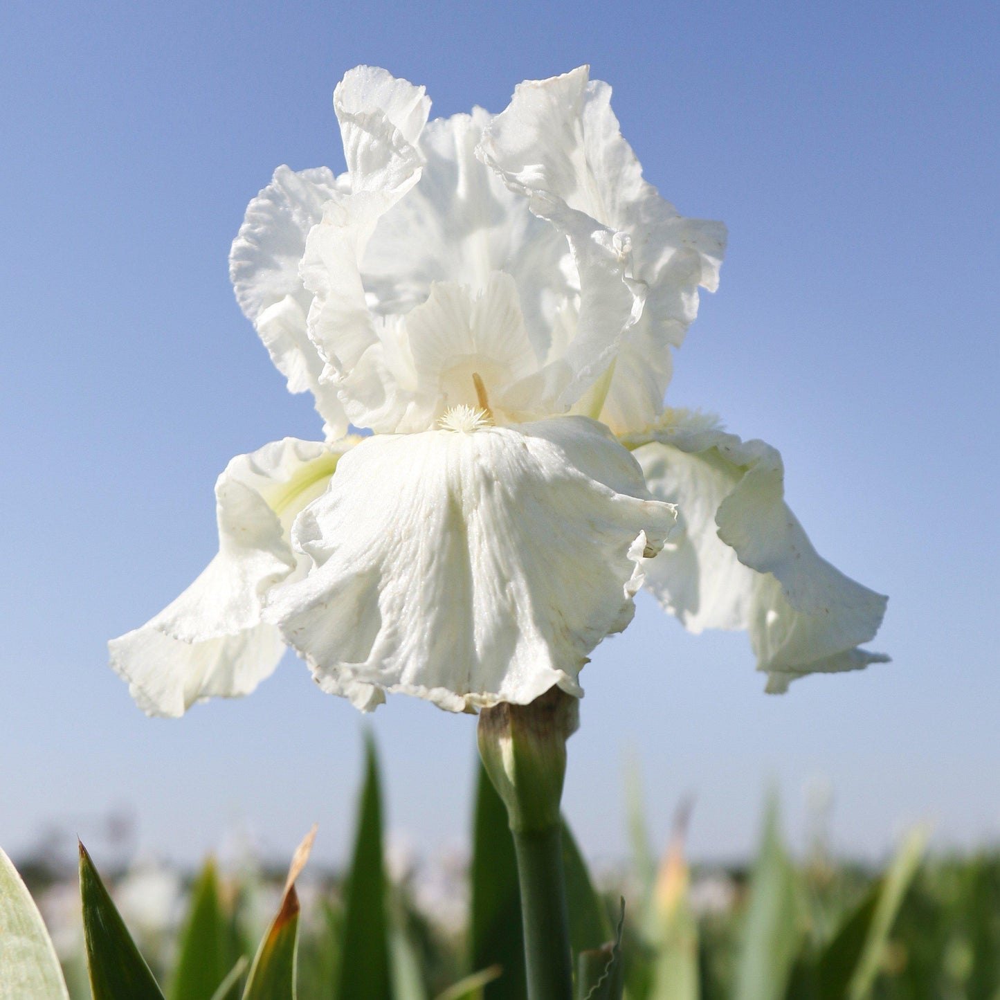 Bearded Iris - Califlora Frequent Flyer (Reblooming)