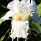 Bearded Iris - Califlora Frequent Flyer (Reblooming)