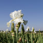 Bearded Iris - Califlora Frequent Flyer (Reblooming)
