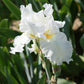 Bearded Iris - Califlora Frequent Flyer (Reblooming)