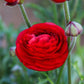 Red Ranunculus Corms Bulbs Persian Buttercup Growing Bonsai Roots Rhizomes Tubers Potted Planting Reblooming Fragrant Garden Species Blooms Flower Seeds Plant Gardening