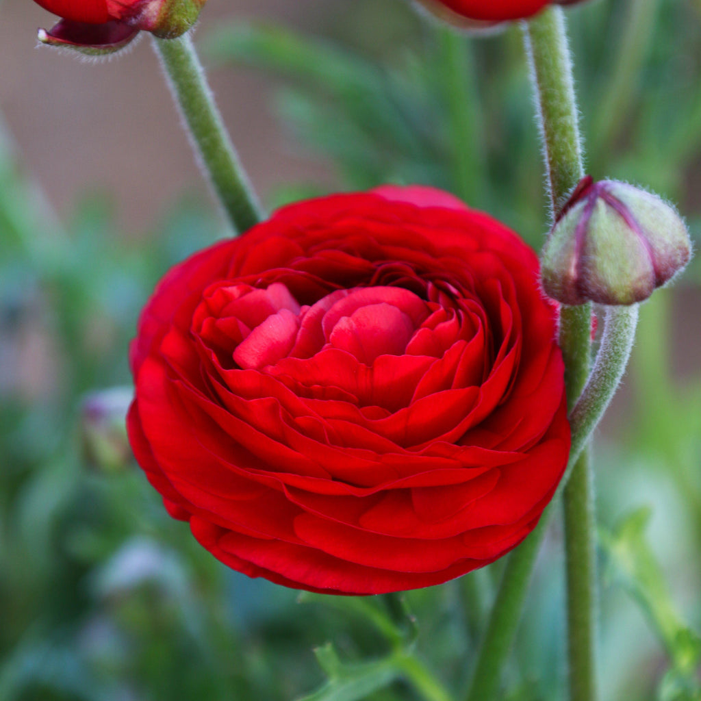 Red Ranunculus Corms Bulbs Persian Buttercup Growing Bonsai Roots Rhizomes Tubers Potted Planting Reblooming Fragrant Garden Species Blooms Flower Seeds Plant Gardening