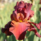Bearded Iris - Califlora My Friend Jonathan (Reblooming)