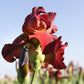 Bearded Iris - Califlora My Friend Jonathan (Reblooming)