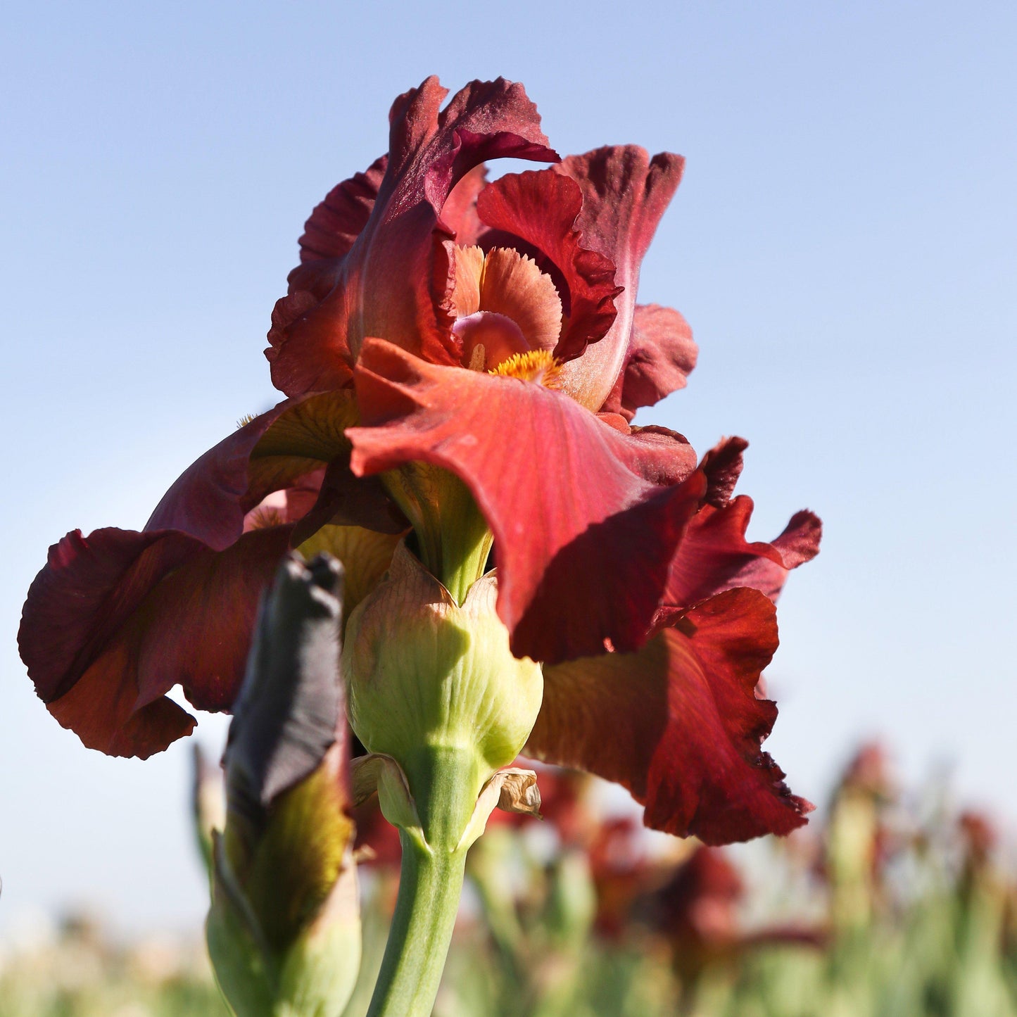 Bearded Iris - Califlora My Friend Jonathan (Reblooming)