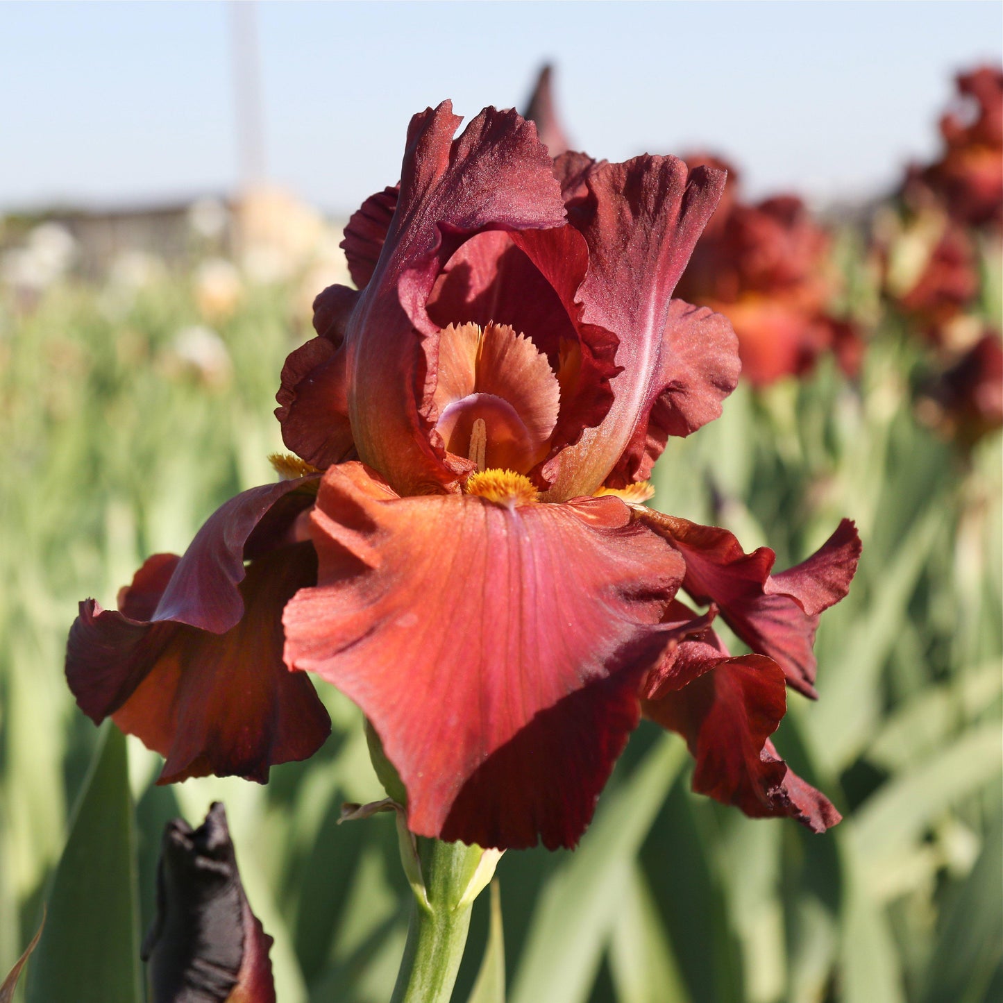 Bearded Iris - Califlora My Friend Jonathan (Reblooming)